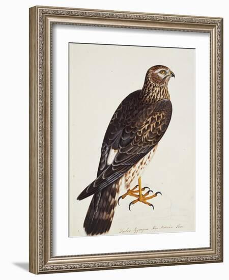 Falco Pygargus, Hen-Harrier, Fem-Christopher Atkinson-Framed Giclee Print