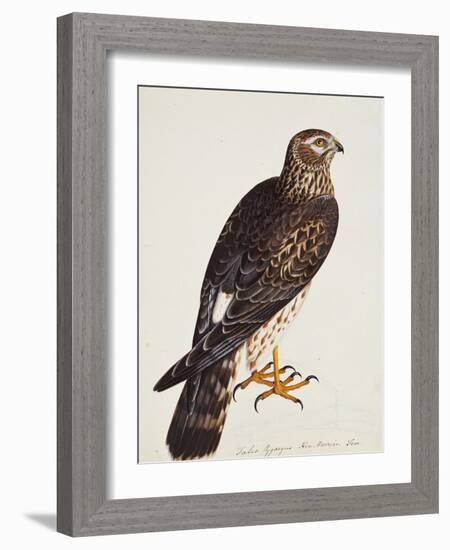 Falco Pygargus, Hen-Harrier, Fem-Christopher Atkinson-Framed Giclee Print