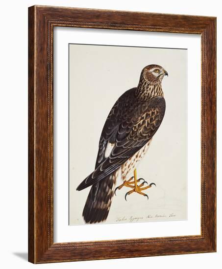 Falco Pygargus, Hen-Harrier, Fem-Christopher Atkinson-Framed Giclee Print