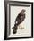 Falco Pygargus, Hen-Harrier, Fem-Christopher Atkinson-Framed Giclee Print