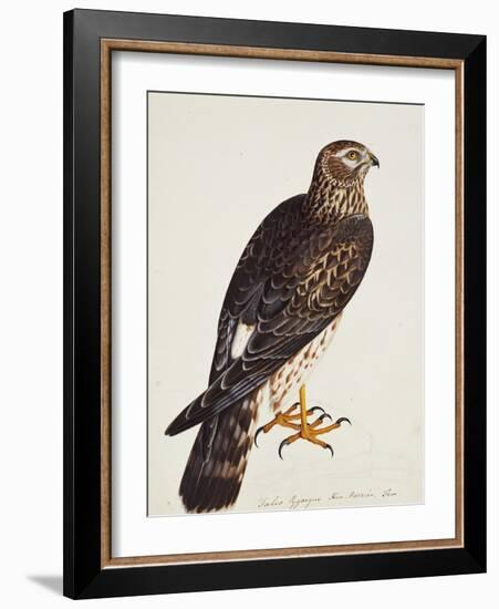 Falco Pygargus, Hen-Harrier, Fem-Christopher Atkinson-Framed Giclee Print