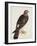 Falco Pygargus, Hen-Harrier, Fem-Christopher Atkinson-Framed Giclee Print