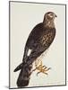 Falco Pygargus, Hen-Harrier, Fem-Christopher Atkinson-Mounted Giclee Print