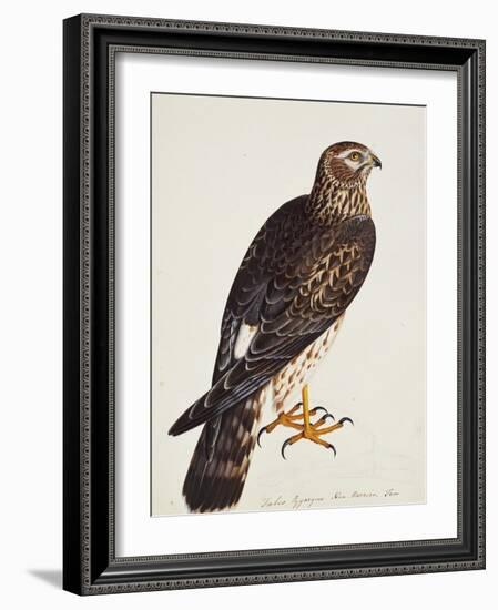 Falco Pygargus, Hen-Harrier, Fem-Christopher Atkinson-Framed Giclee Print