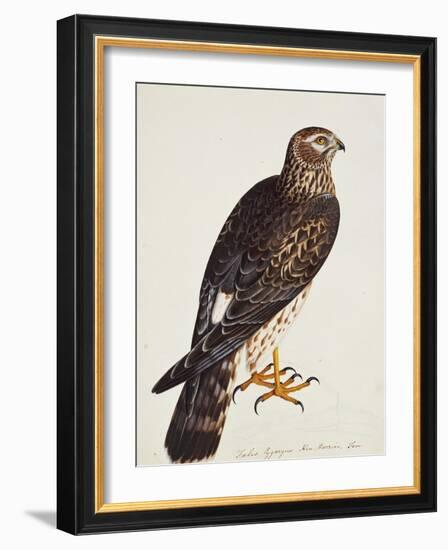 Falco Pygargus, Hen-Harrier, Fem-Christopher Atkinson-Framed Giclee Print