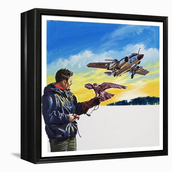 Falcon Flight-Wilf Hardy-Framed Premier Image Canvas