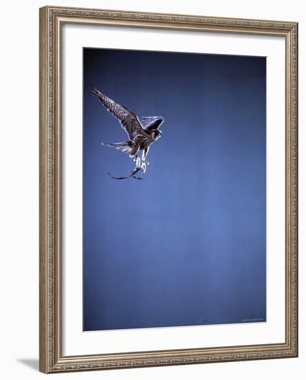 Falcon in Flight-Gjon Mili-Framed Photographic Print