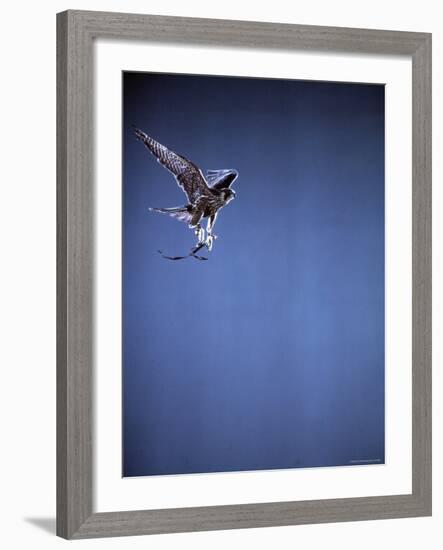 Falcon in Flight-Gjon Mili-Framed Photographic Print