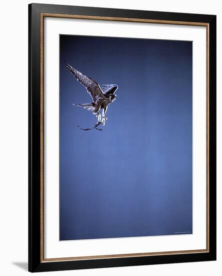 Falcon in Flight-Gjon Mili-Framed Photographic Print