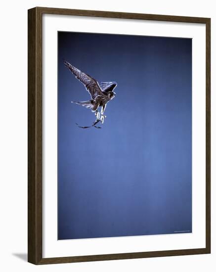 Falcon in Flight-Gjon Mili-Framed Photographic Print