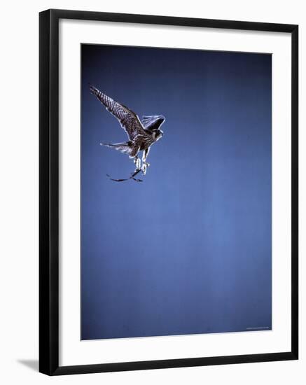 Falcon in Flight-Gjon Mili-Framed Photographic Print