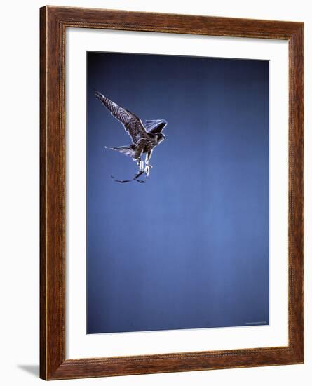 Falcon in Flight-Gjon Mili-Framed Photographic Print