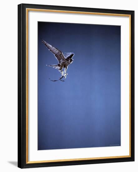 Falcon in Flight-Gjon Mili-Framed Photographic Print