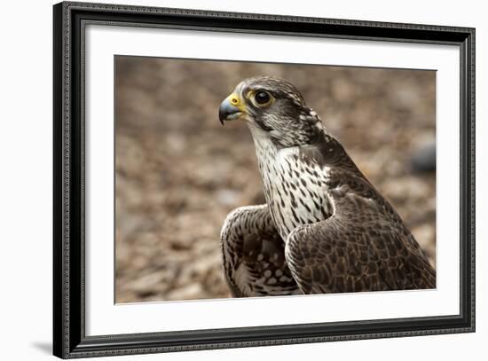 Falcon Portrait-Sheila Haddad-Framed Photographic Print