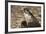 Falcon Portrait-Sheila Haddad-Framed Photographic Print