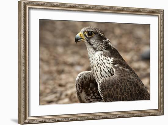 Falcon Portrait-Sheila Haddad-Framed Photographic Print