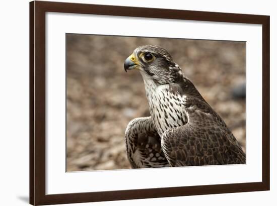 Falcon Portrait-Sheila Haddad-Framed Photographic Print