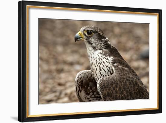 Falcon Portrait-Sheila Haddad-Framed Photographic Print