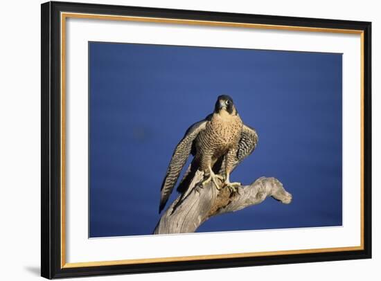 Falcon-outdoorsman-Framed Photographic Print