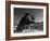 Falconry: at Rest-null-Framed Photographic Print