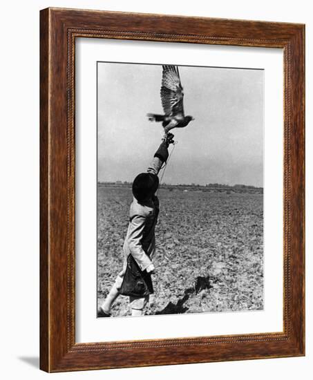 Falconry: the Release-null-Framed Photographic Print