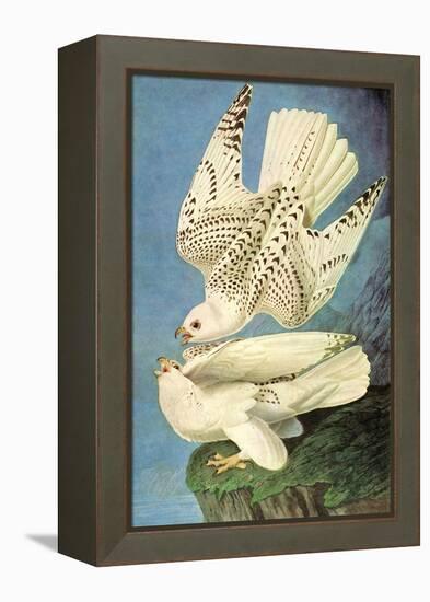 Falcons-John James Audubon-Framed Stretched Canvas