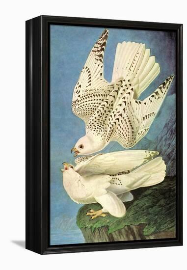 Falcons-John James Audubon-Framed Stretched Canvas