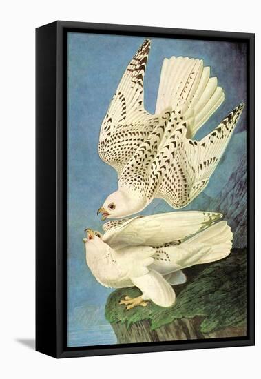 Falcons-John James Audubon-Framed Stretched Canvas