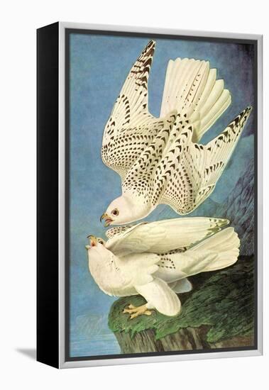 Falcons-John James Audubon-Framed Stretched Canvas