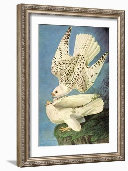 Falcons-John James Audubon-Framed Art Print