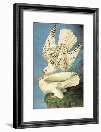 Falcons-John James Audubon-Framed Art Print