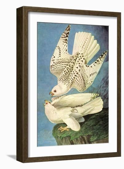 Falcons-John James Audubon-Framed Art Print