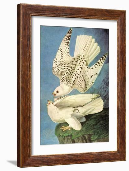 Falcons-John James Audubon-Framed Art Print