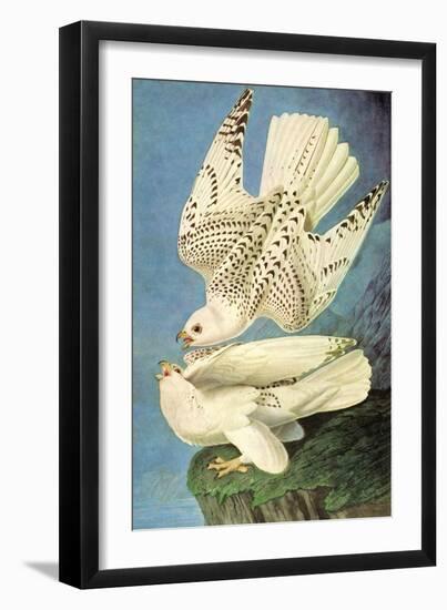 Falcons-John James Audubon-Framed Art Print