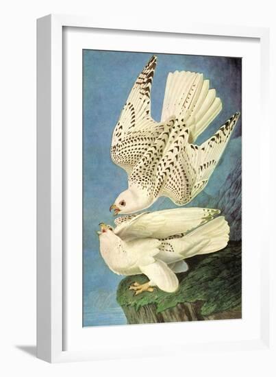 Falcons-John James Audubon-Framed Art Print