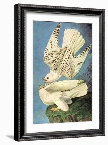 Falcons-John James Audubon-Framed Art Print