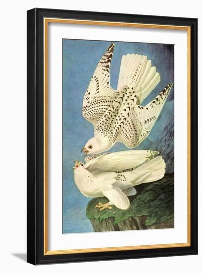 Falcons-John James Audubon-Framed Art Print