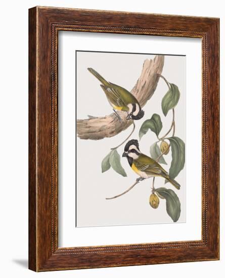 Falcunculus Leucogaster-John Gould-Framed Giclee Print