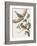 Falcunculus Leucogaster-John Gould-Framed Giclee Print