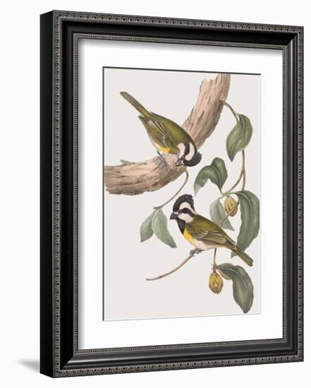 Falcunculus Leucogaster-John Gould-Framed Giclee Print