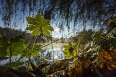 Young Toadstool in Autumn-Falk Hermann-Photographic Print