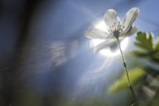 White Blossom in the Back Light-Falk Hermann-Photographic Print