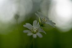 White Blossom in the Back Light-Falk Hermann-Photographic Print