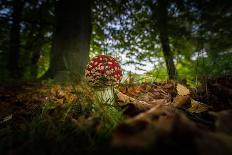 Young Toadstool in Autumn-Falk Hermann-Photographic Print