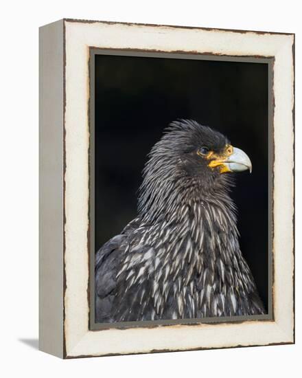 Falkland Caracara or Johnny Rook, protected and highly intelligent bird of prey. Falkland Islands-Martin Zwick-Framed Premier Image Canvas