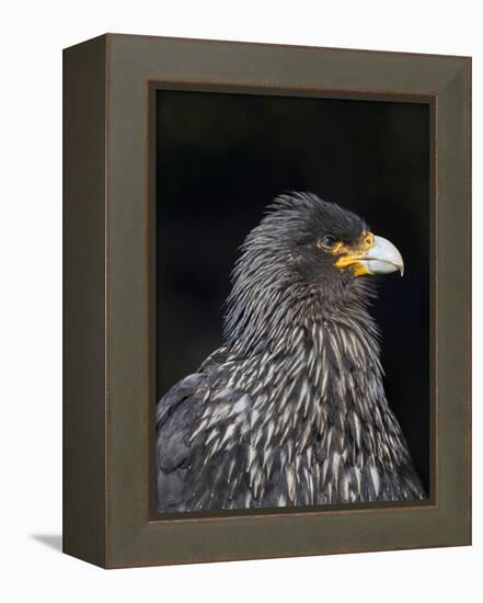 Falkland Caracara or Johnny Rook, protected and highly intelligent bird of prey. Falkland Islands-Martin Zwick-Framed Premier Image Canvas