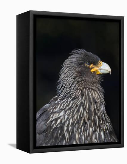 Falkland Caracara or Johnny Rook, protected and highly intelligent bird of prey. Falkland Islands-Martin Zwick-Framed Premier Image Canvas