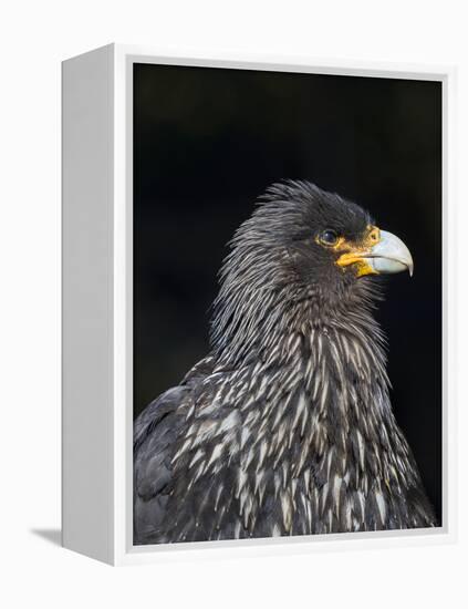 Falkland Caracara or Johnny Rook, protected and highly intelligent bird of prey. Falkland Islands-Martin Zwick-Framed Premier Image Canvas