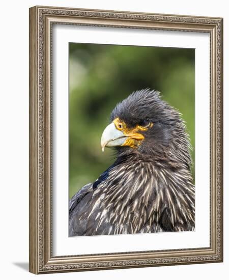 Falkland Caracara or Johnny Rook, protected and highly intelligent bird of prey. Falkland Islands-Martin Zwick-Framed Photographic Print