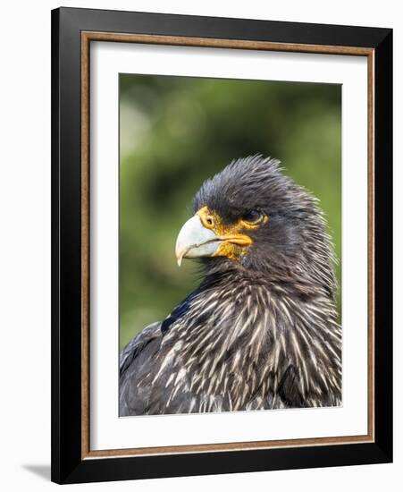 Falkland Caracara or Johnny Rook, protected and highly intelligent bird of prey. Falkland Islands-Martin Zwick-Framed Photographic Print